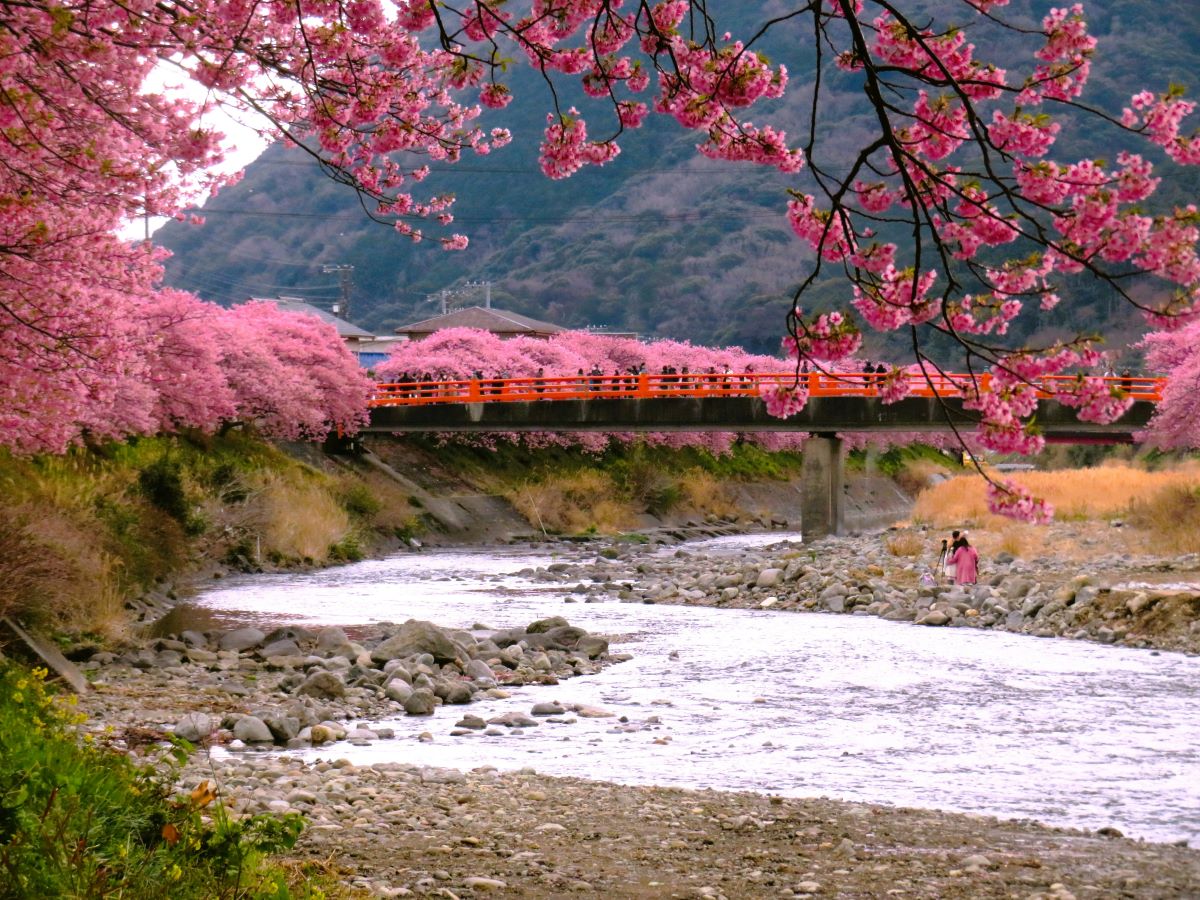 Spring Travel Guide: Tips for Visiting Japan
