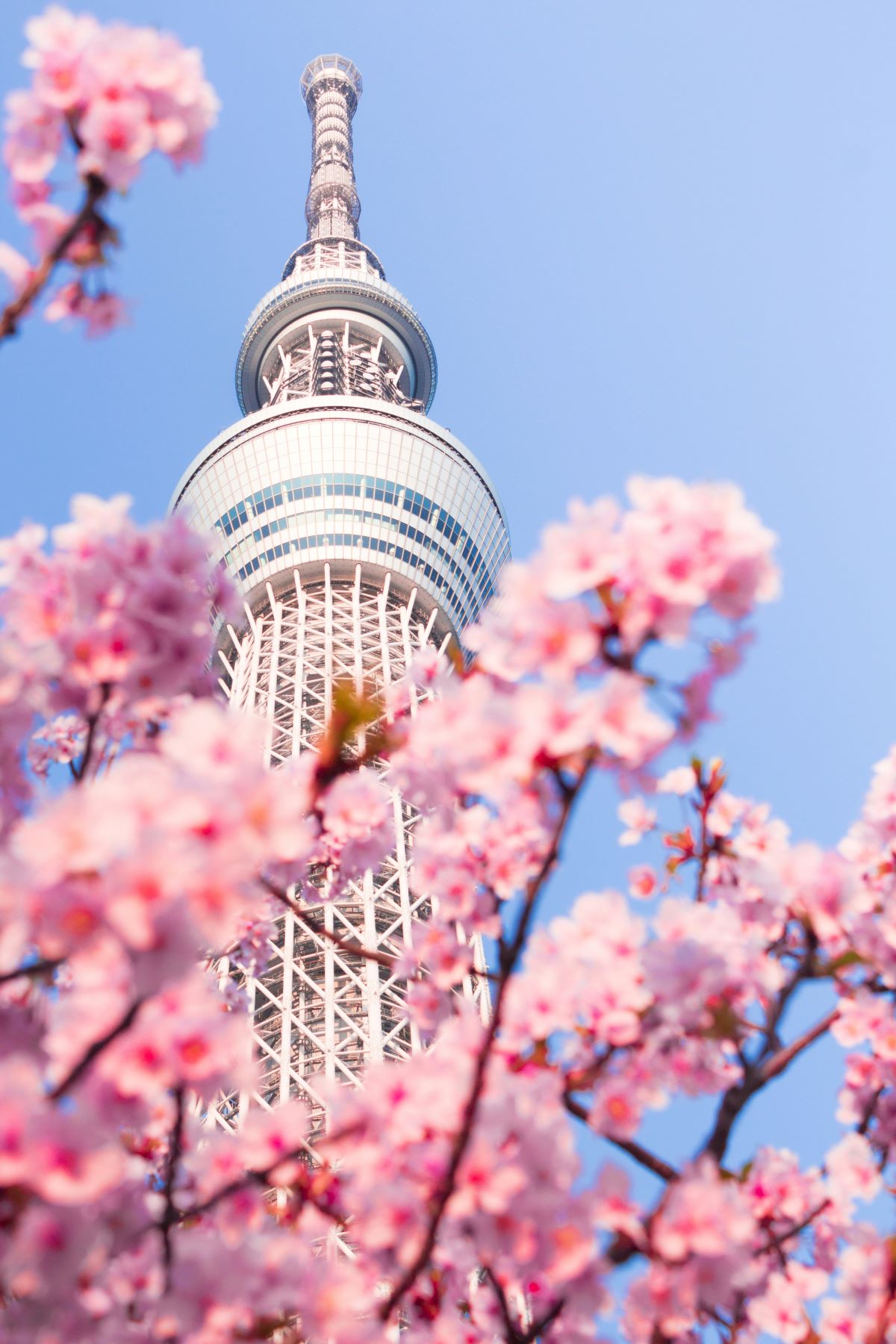 What to See in Japan During Spring