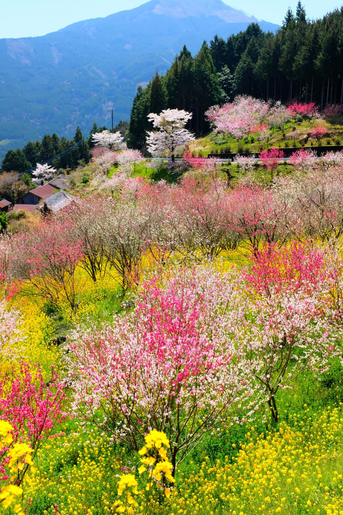 When to Travel: Best Time to Visit Japan in Spring