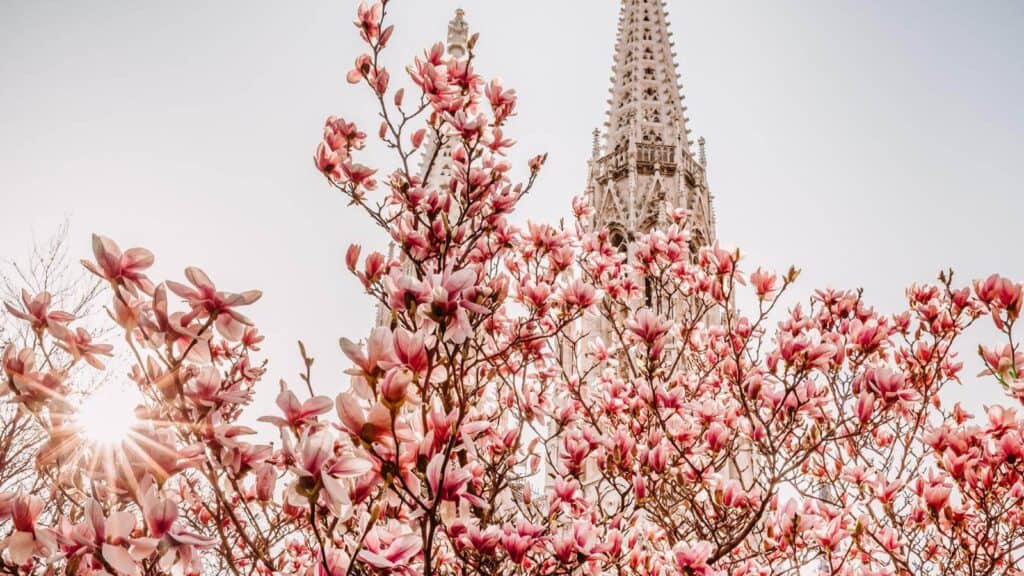 Cherry Blossoms in Vienna